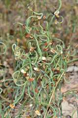 Lepidobolus drapetocoleus