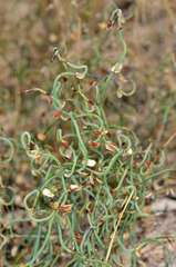 Lepidobolus drapetocoleus