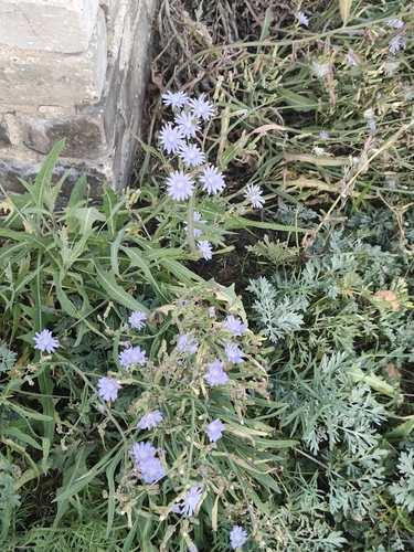 Lactuca tatarica, photograph 4