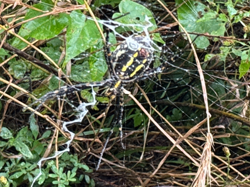 Banded Garden Spider