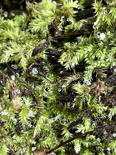 Ectropothecium observed 2026-09-23