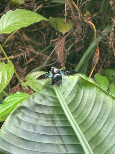Broad-handed Carpenter Bee