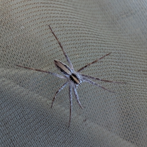 European Nursery Web spider