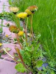 Taraxacum officinale