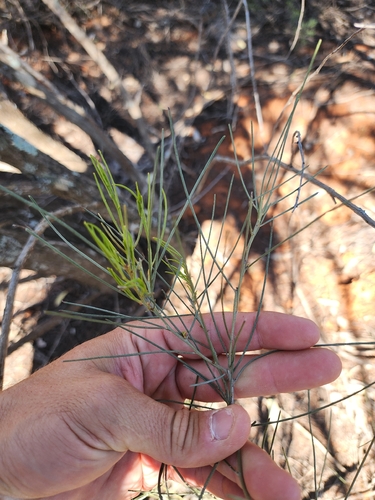 Acacia rigens observed 2026-09-23