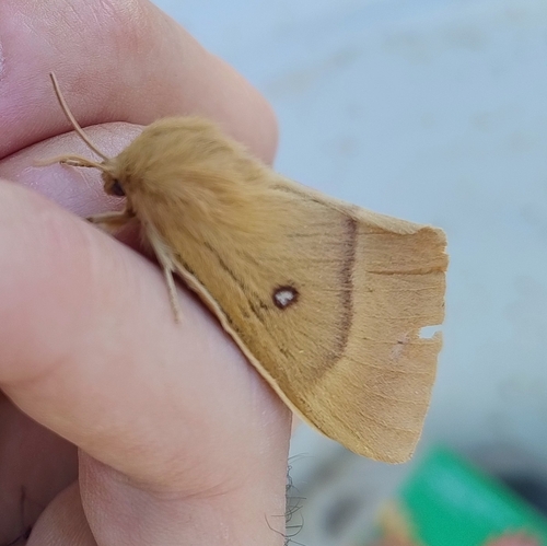 Oak Eggar