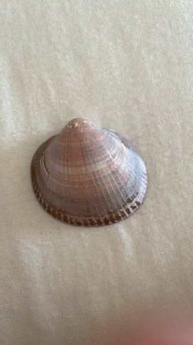 Violet Bittersweet Clam