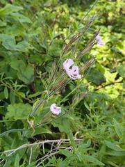 Silene undulata