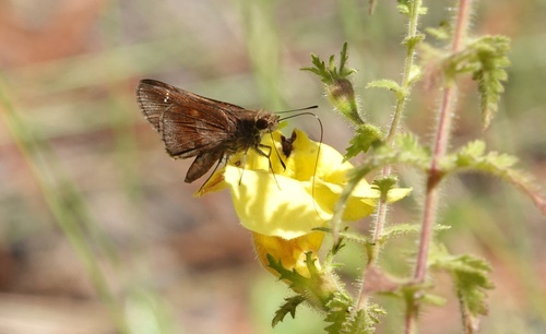 Clouded Skipper
