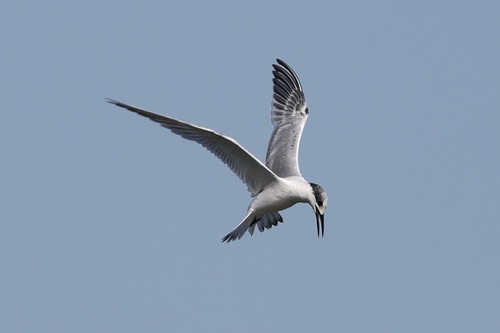 Sandwich Tern
