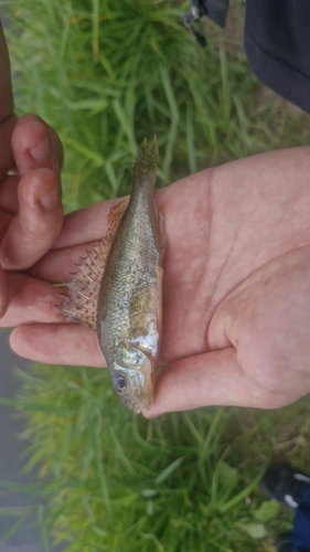 Ruffe