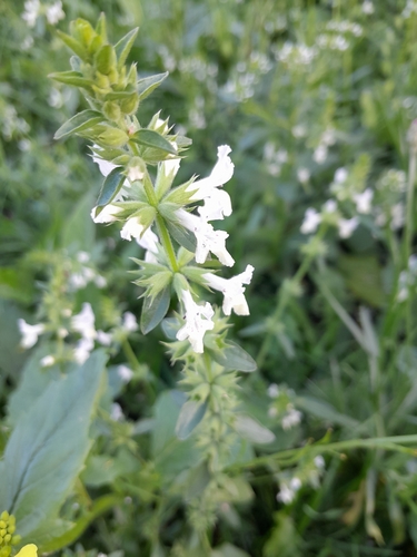 Annual Yellow-woundwort