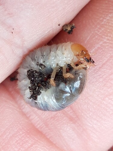 Common Cockchafer