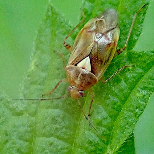 Lygus pratensis