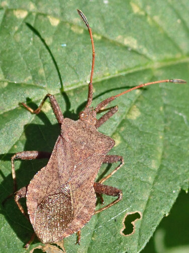 Dock Bug