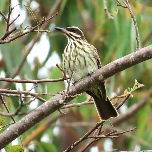 Streaked Flycatcher