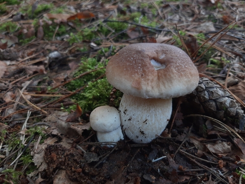 King Bolete