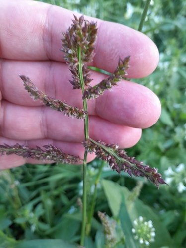 barnyardgrass