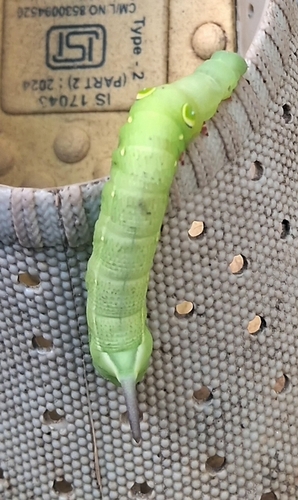 Common Hunter Hawkmoth