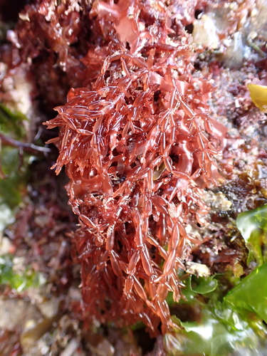 Lomentaria articulata observed 2026-09-13