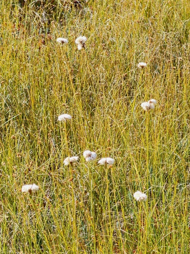 tawny cottongrass