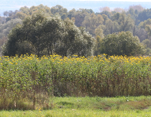 Jerusalem artichoke