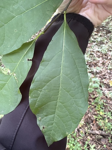 northern spicebush