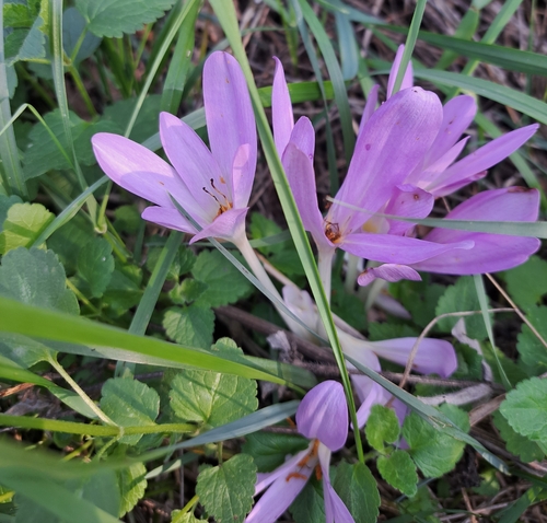 Autumn Crocus