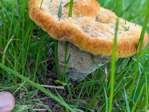 European Dyer's Polypore