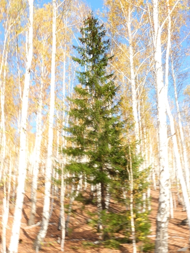 Picea obovata