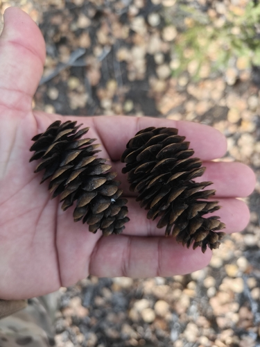 Picea obovata, photograph 2