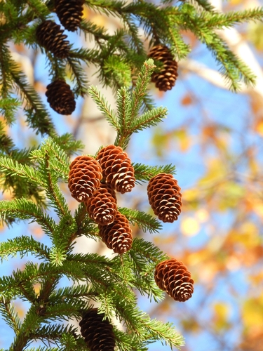 Picea obovata, photograph 3