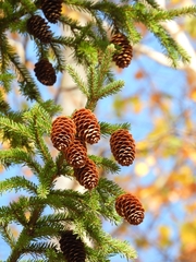 Picea obovata, photograph (c) Евгений Маринкин, some rights reserved (CC BY)