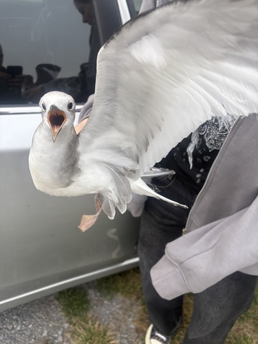Mouette de Sabine