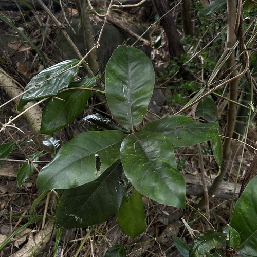 Palaquium observed 2026-09-23