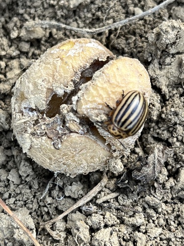 Colorado Potato Beetle
