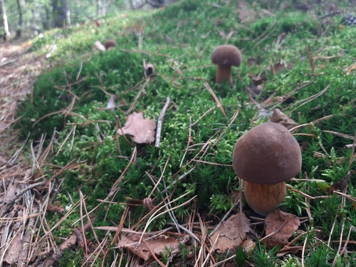 Bay Bolete