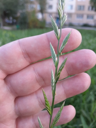 Italian Ryegrass