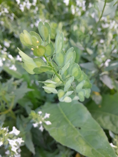 field penny-cress