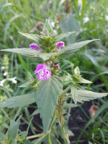 Bifid Hemp-nettle