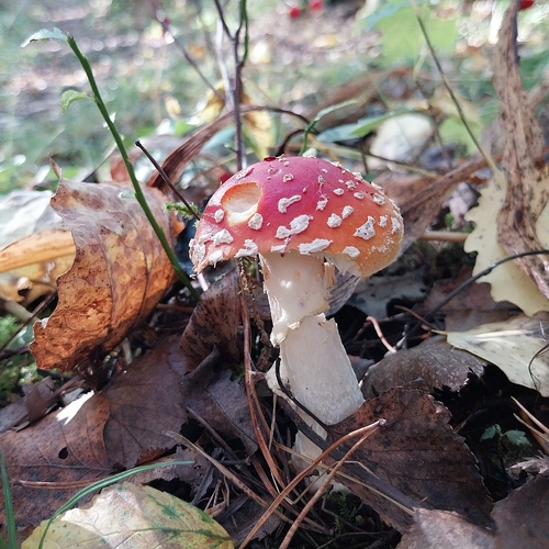 Fly Agaric