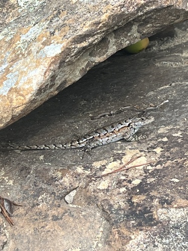 Eastern Fence Lizard
