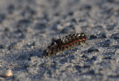 Knot Grass Moth