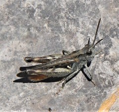 Omocestus raymondi