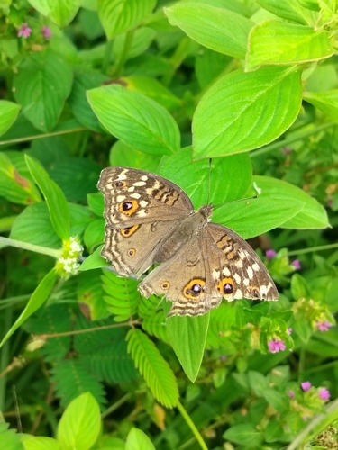 Lemon Pansy