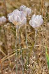 Ptilotus erubescens