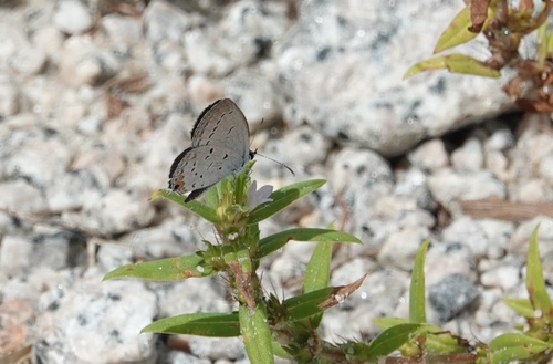 Eastern Tailed-Blue