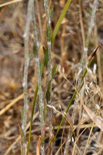 Image of Ptilotus erubescens by (c) Chris Lindorff, some rights reserved (CC BY)
