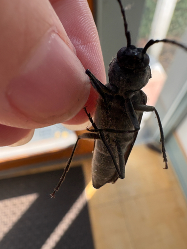 Arhopalus asperatus