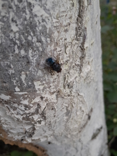 Bluebottle Flies